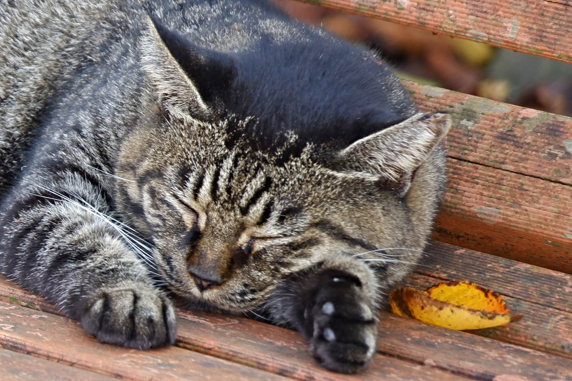 猫の写真1