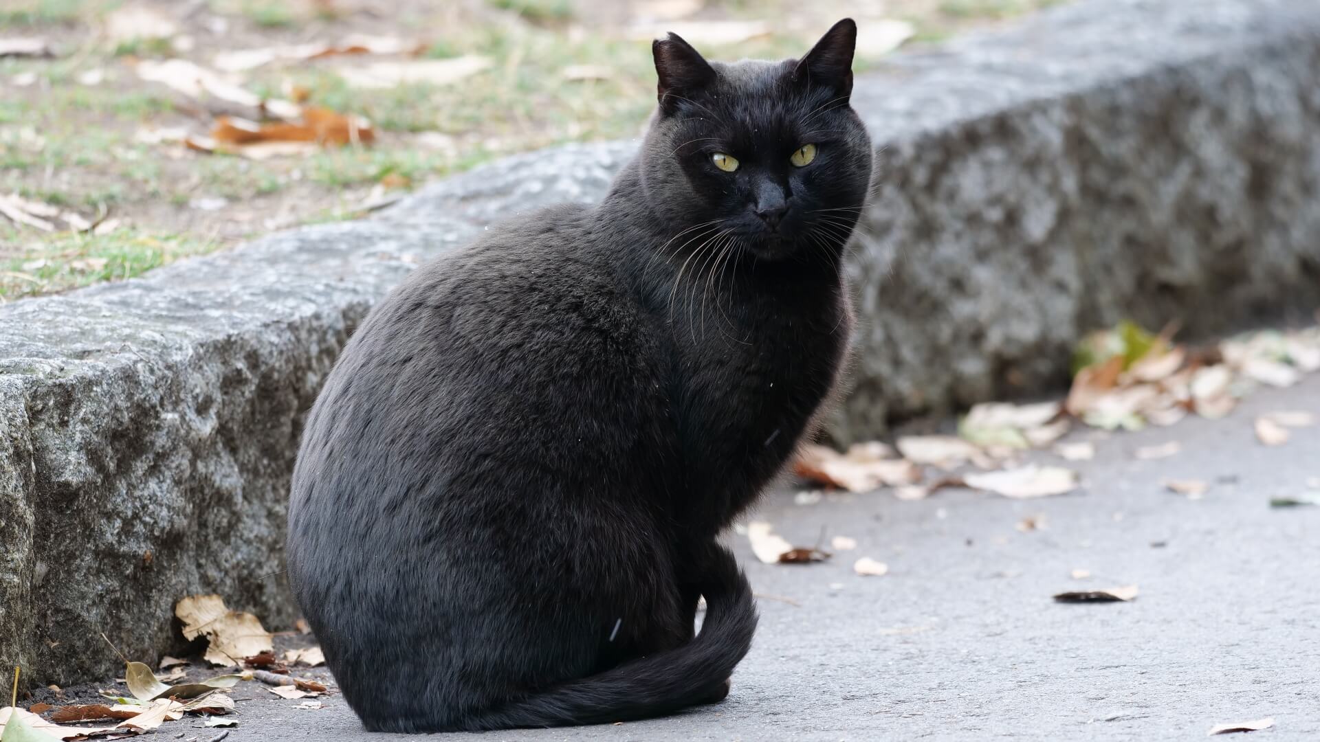 猫の写真2