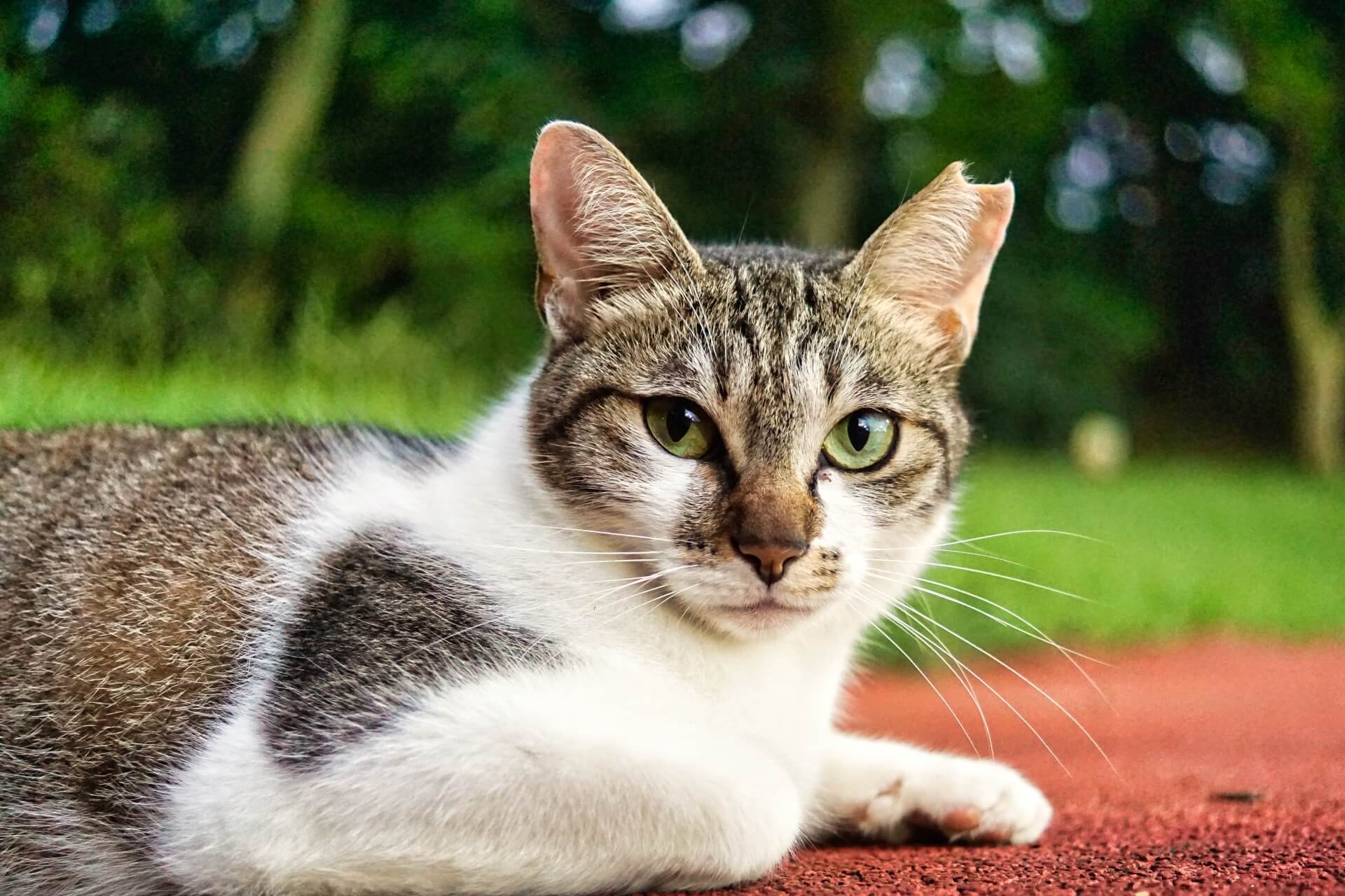 猫の写真3