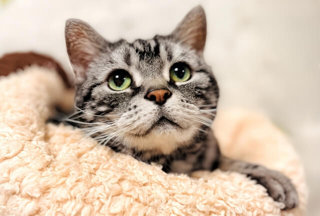 TNR活動の猫