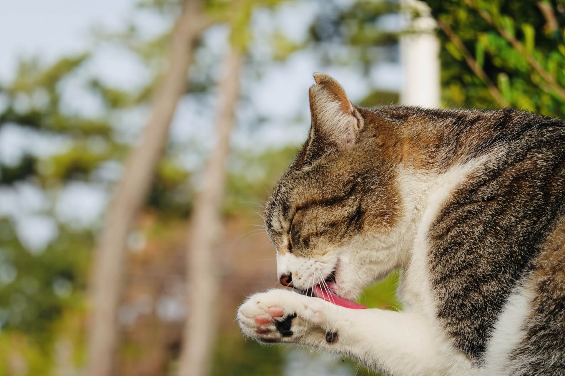 保護猫のケア