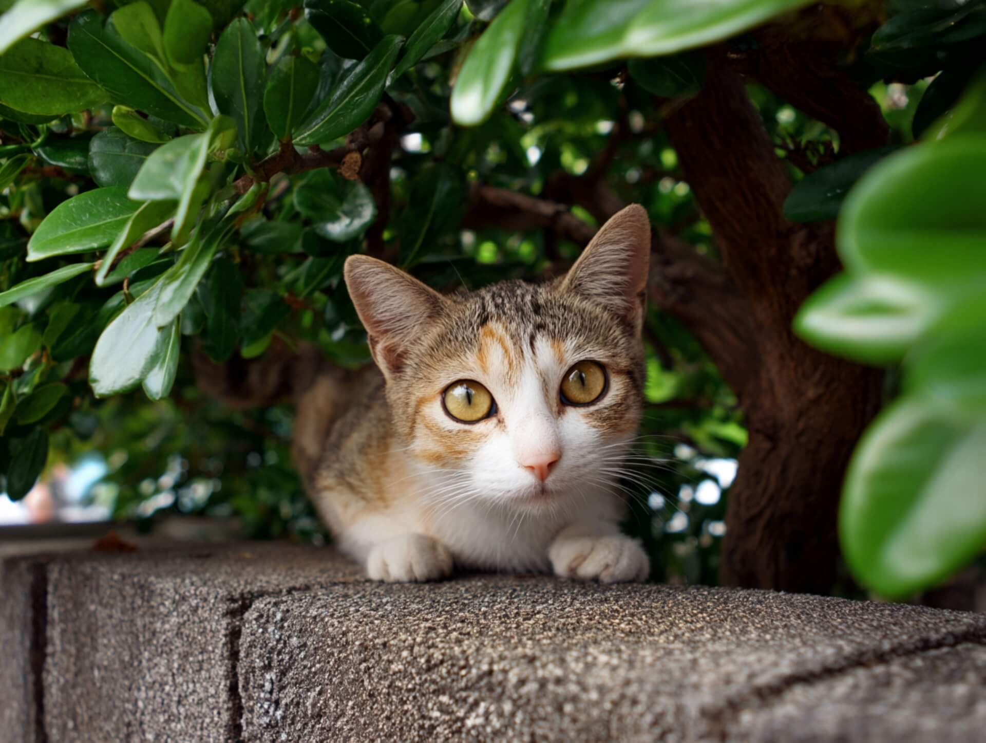 地域猫と人のつながり