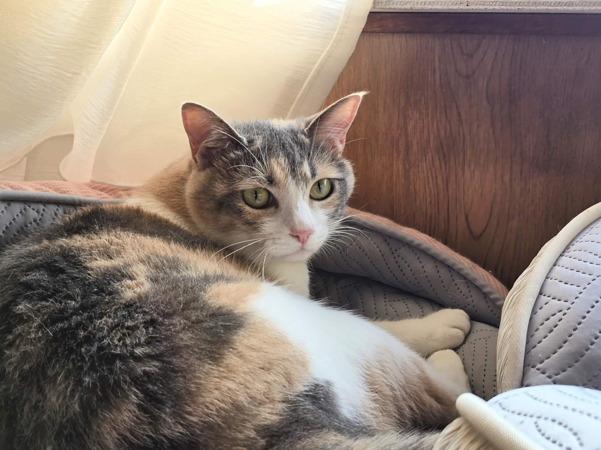 一時保護中の猫