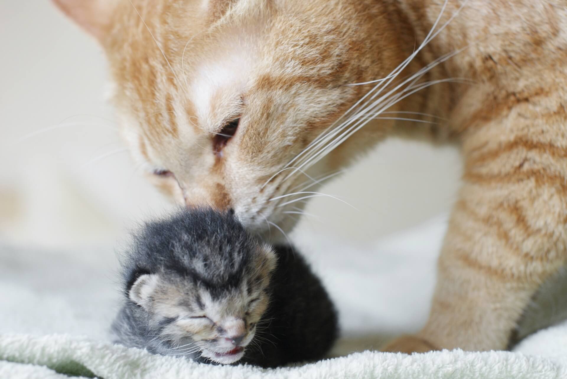 地域との連携の猫
