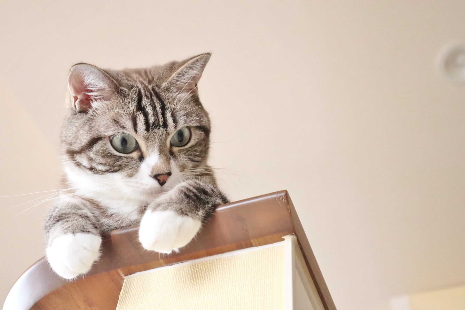 一時保護の猫